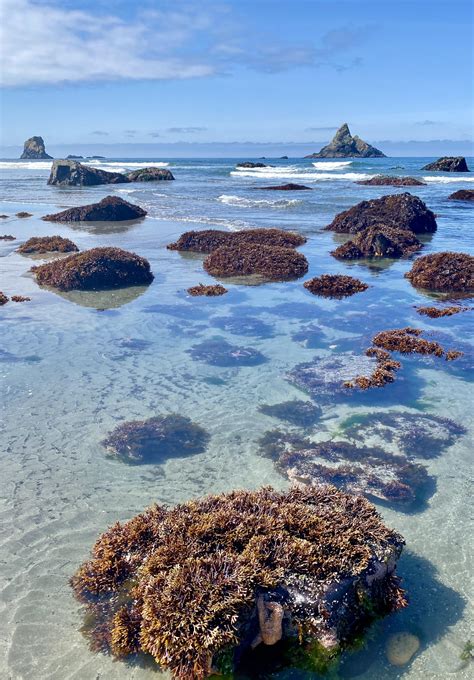 Beach morning glory, Cumberland island national seashore [3918x2204] OC ...