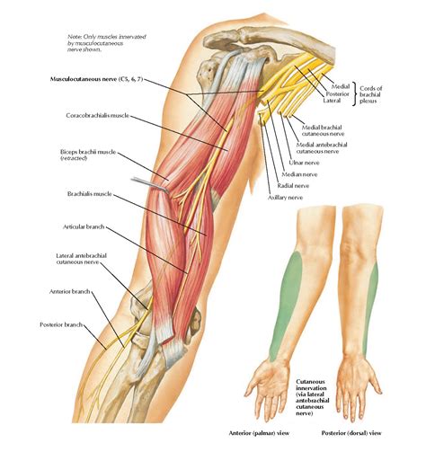 Musculocutaneous Nerve: Anterior View Anatomy - pediagenosis