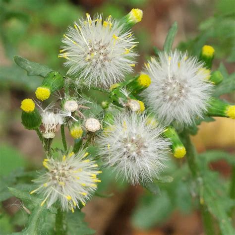 Almindelig brandbæger (Senecio vulgaris)