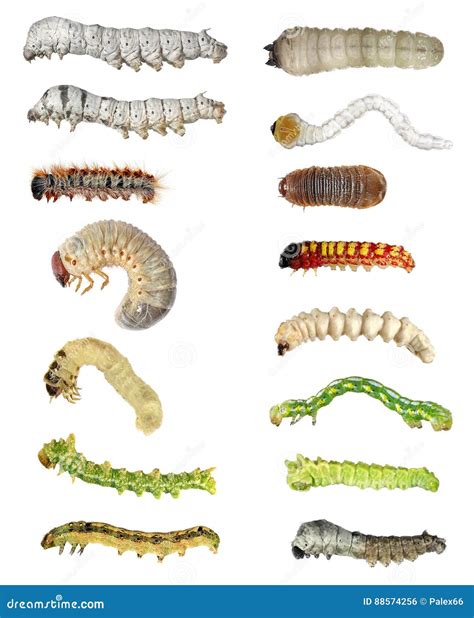 Caterpillars Larvae Diversity. Insects Isolated Stock Photo ...
