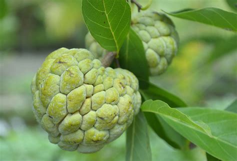 Custard apple | Description, Fruit, Species, Uses, & Facts | Britannica