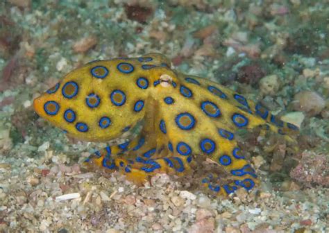 Image result for Blue-Ringed Octopus Behavior