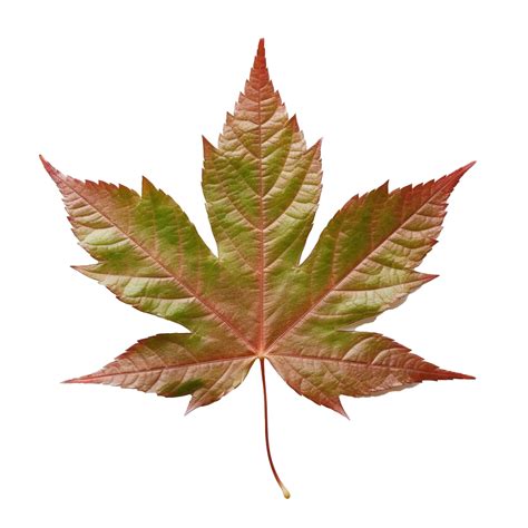 Japanese Maple Leaf isolated on background with 24954622 PNG
