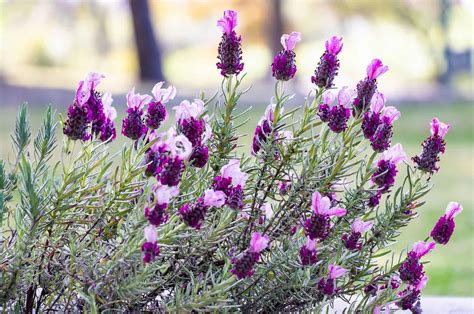 How To Care For Spanish Lavender & Solve Common Issues