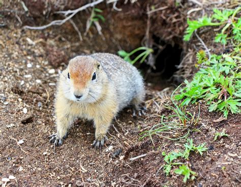 Arctic ground squirrels have changed their hibernation patterns due to climate change - Earth.com