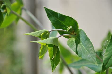 EUPHORBIA LATHYRIS Seeds *FREE Shipping!* Gopher Spurge, Caper Spurge, Paper Spurge, Mole Plant ...