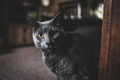 Senior Cat Nutrition: Support Health in Their Golden Years