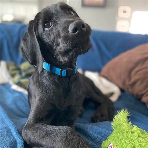 Get to Know the Doberdoodle: Doberman Pinscher x Poodle - Rocky Kanaka