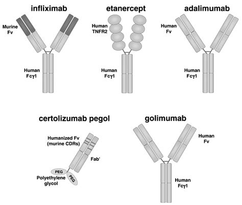 Tumor Necrosis Factor and Anti-Tumor Necrosis Factor Therapies | The Journal of Rheumatology