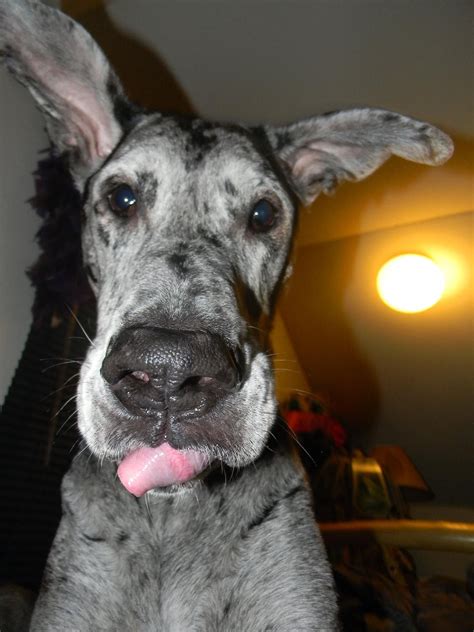 Blue merle great danes – Artofit