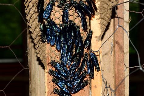 Giant Black Wasp Nest