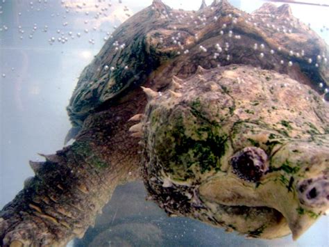 Image result for Alligator Snapping Turtle Location