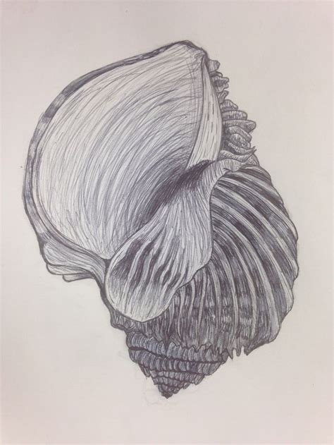Image result for Biro Drawing Shell