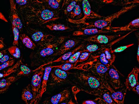 Immunology Reagents | Clinical Immunology Reagents
