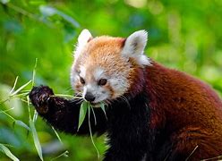 Image result for Top 10 Cutest Wild Animals