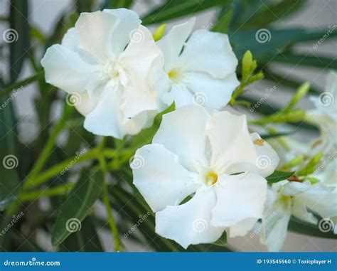 Closeup of White Oleander Flowers Cluster Stock Photo - Image of petals ...