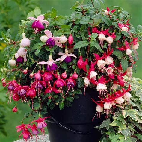 35+ Seeds- Mix Fuchsia Hanging Flower Seeds For Home Garden - Grow In ...