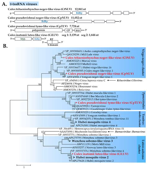Deciphering the Virome of Culex vishnui Subgroup Mosquitoes, the Major ...