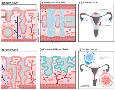 Female Reproductive Tract Organoids: Applications from Physiology to ...
