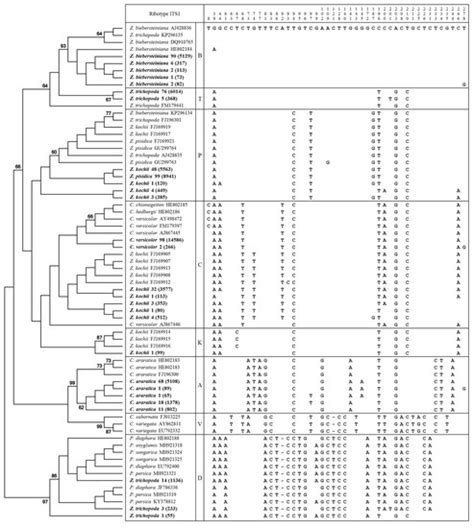 Plants | Special Issue : Plant Molecular Phylogenetics and Evolutionary ...