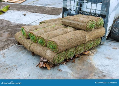 New Lawn Rolls of Fresh Grass Turf Ready To Be Used for Gardening Stock ...