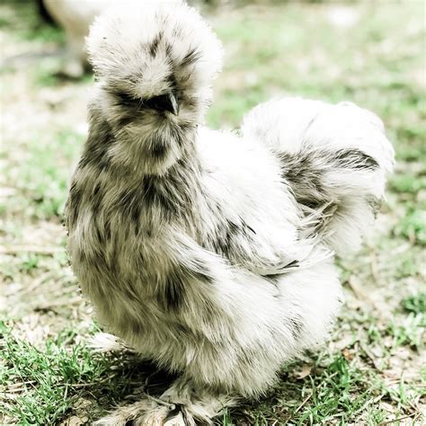 Blue Silkie Chicken
