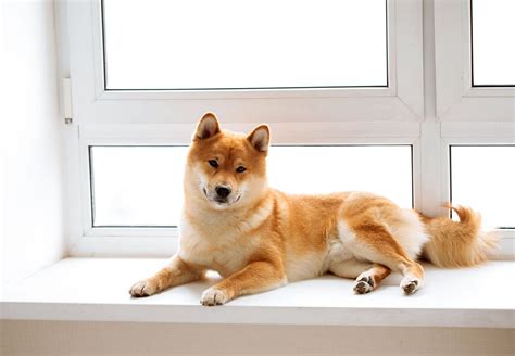 Non Barking Dog Breeds 10 Dog Breeds That Do Not Bark – Lobo Azul