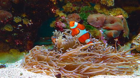 What challenges for the future of sea and marine resources?