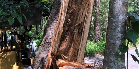 Image result for Tree Trunk White Rot
