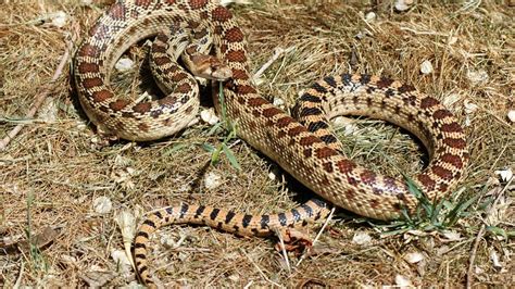 Image result for Gopherhawk Snake Probe