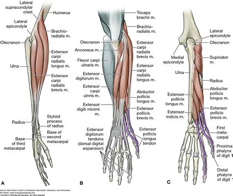 Diagram Of Arm Tendons at Francis Snyder blog