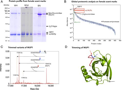 Unraveling female communication through scent marks in the Norway rat | PNAS