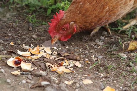 So, Can Chickens Eat Eggs?