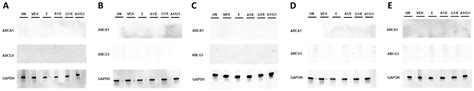 Utilizing the LoxP-Stop-LoxP System to Control Transgenic ABC ...