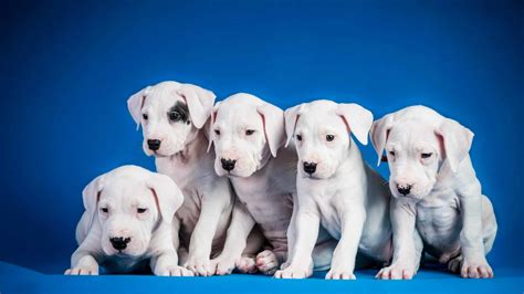 Dogo Argentino Puppies Dogo Argentino: Een Temperamentvolle Hond