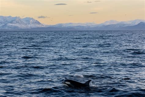Need For Speed: How Fast Can Orcas Swim? - MarinePatch