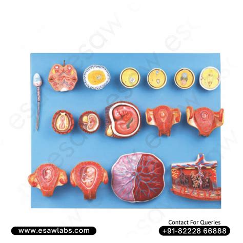 Human Fertilization and Early Embryogeny Model – Complete Pregnancy De