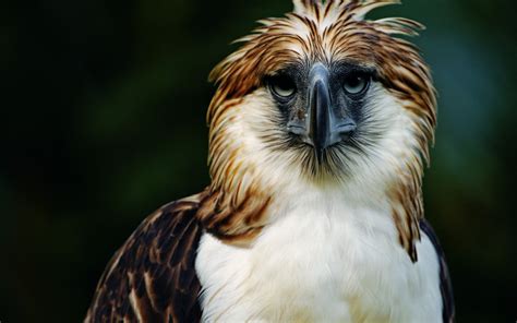 Majestic Philippine Eagle: Icon of the Animal Kingdom
