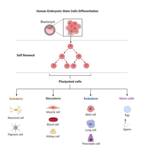 Stem Cells- Definition, Properties, Types, Uses, Challenges