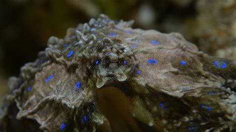 Blue Ringed Octopus | Great Southern Reef
