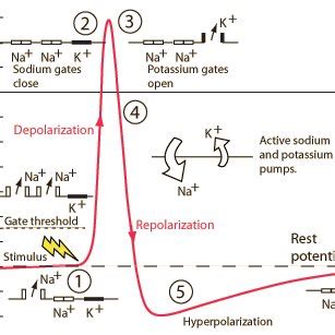 Action Potential Simple Steps 的图像结果
