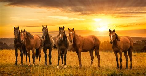 Sunrise Serenity: Majestic Horses HD Wallpaper