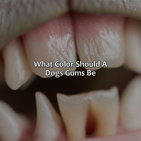 Purple And Red Is What Color - colorscombo.com