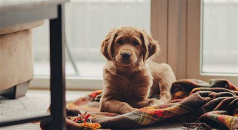 Exploring Pet-Friendly Neighborhoods: Ideal Rental Property Locations ...