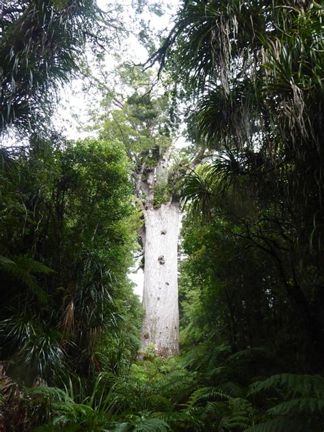 Image result for Biggest Kauri Tree