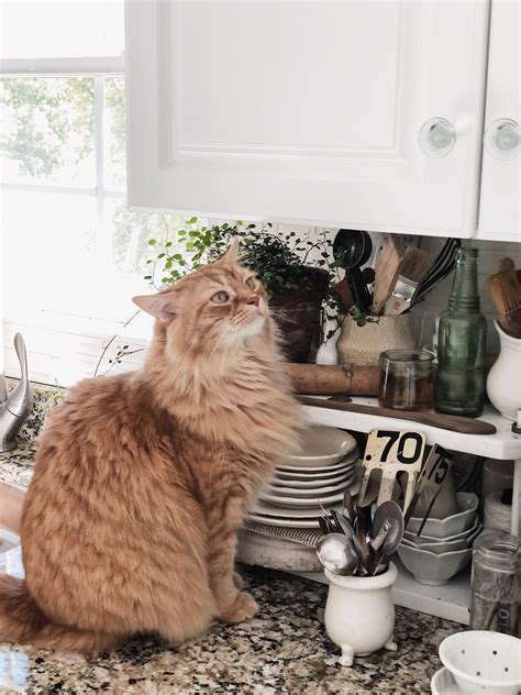 Cozy Cat Cottage Kitchen | Cottage kitchen, Cottage, Cats