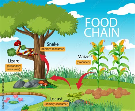 Science Food Chain 的图像结果