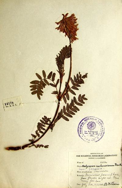 hedysarum_cachemirianum.