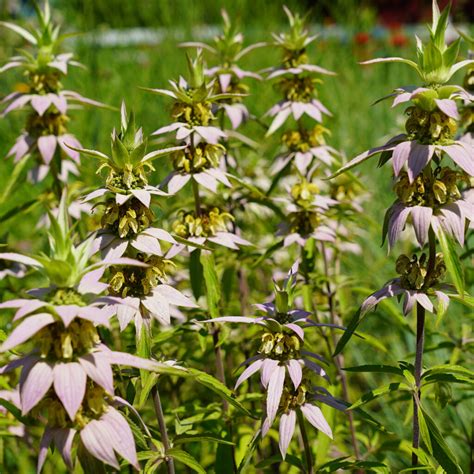 MN Native Horsemint Plants | Natural Shore Technologies