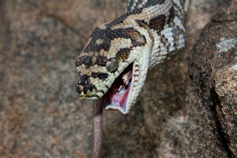 Image result for Snake Carpet Python